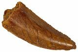 Serrated Raptor Tooth - Real Dinosaur Tooth #333378-1